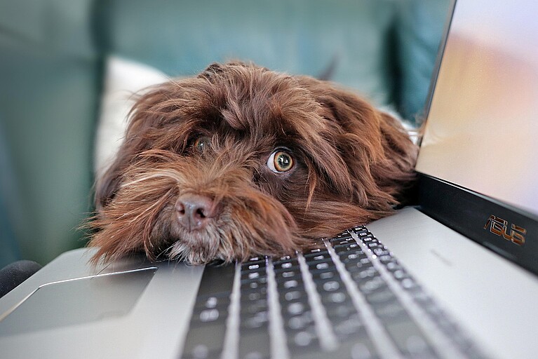 Hund und Laptop